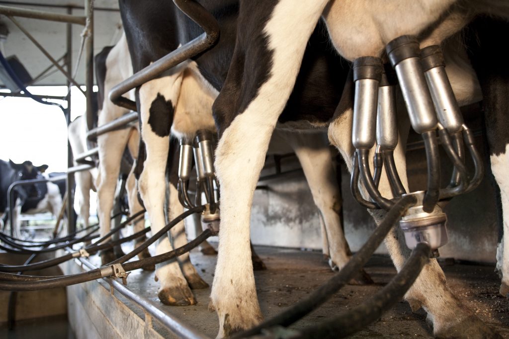 COWS_UDDERS_IN_SHED - retouch - NRM